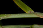 Bur-reed sedge